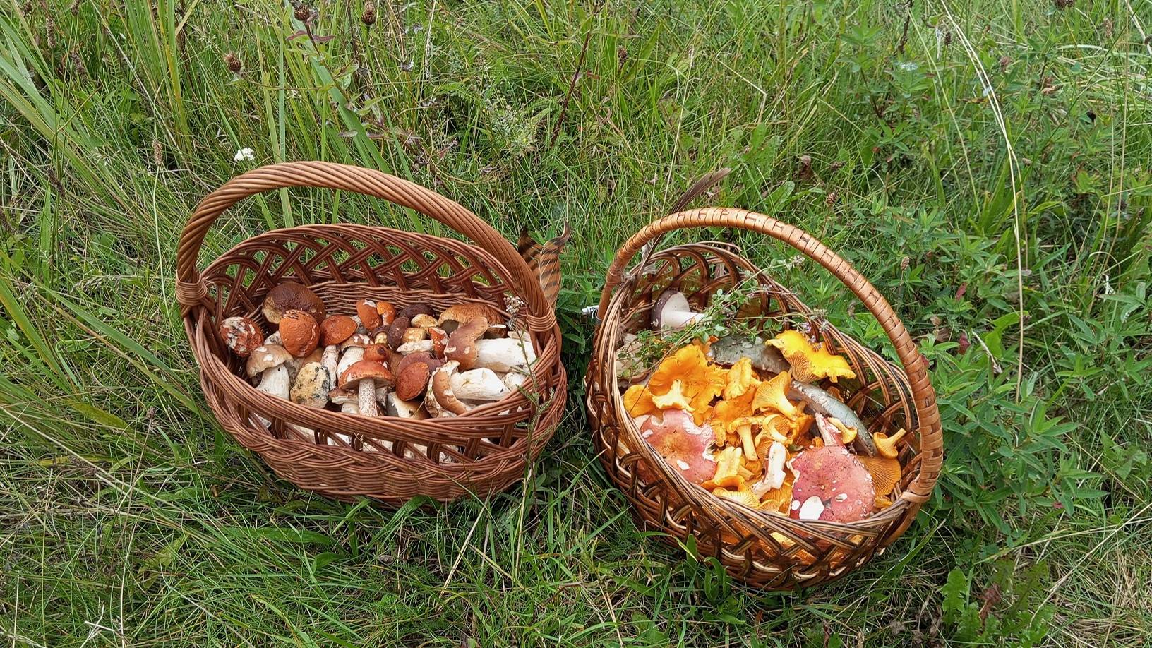 По грибы 22 августа 2025г / Смоленская область смотреть онлайн