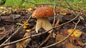 В Ильинский лес за грибами. 20 августа.