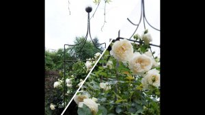 Роза плетистая Creme de la Creme. Опора для роз. Обелиск садовый "Шпиль" Обзор