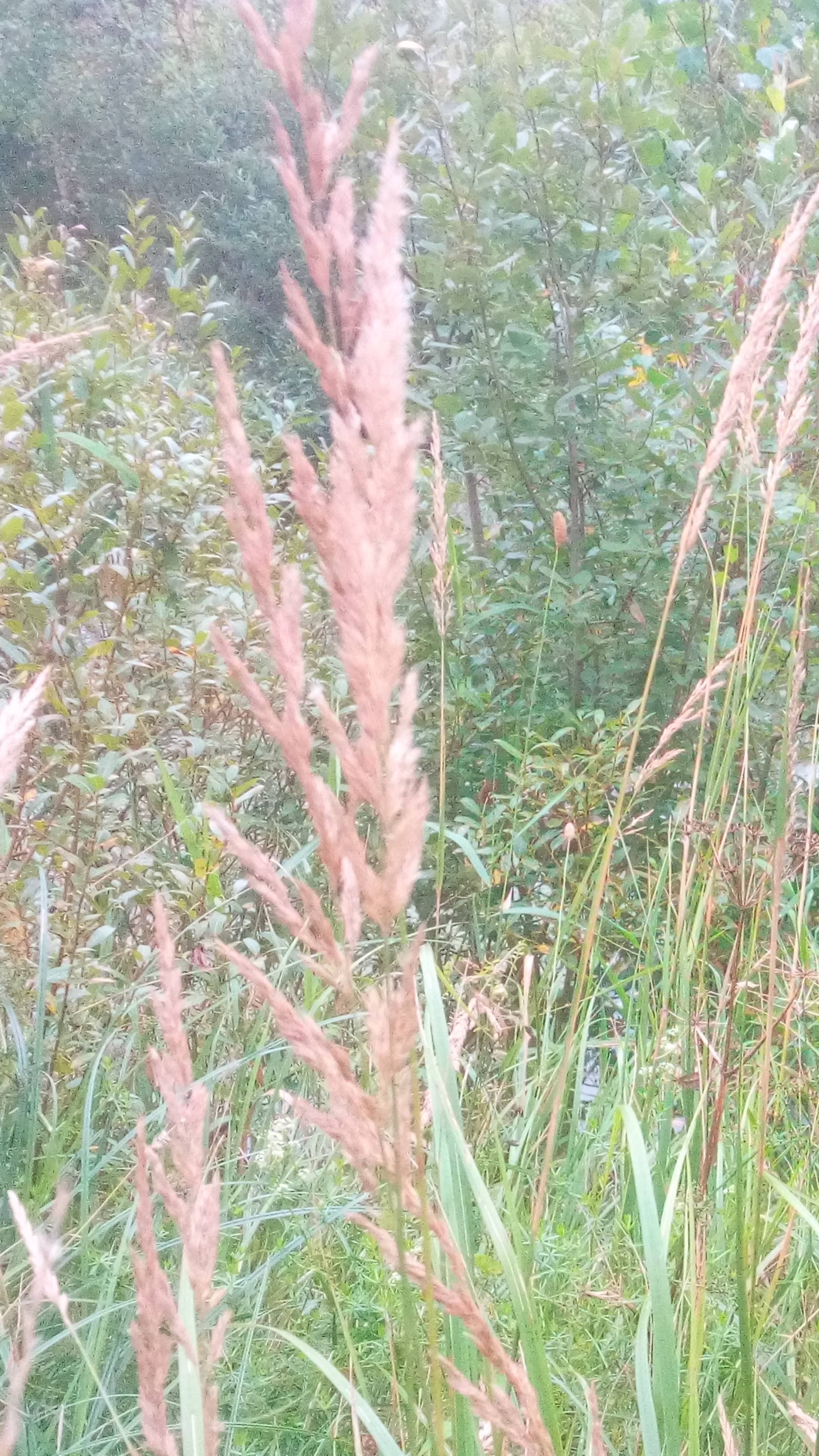 Август. Утро