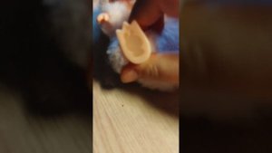 дрессированный гусь Паша