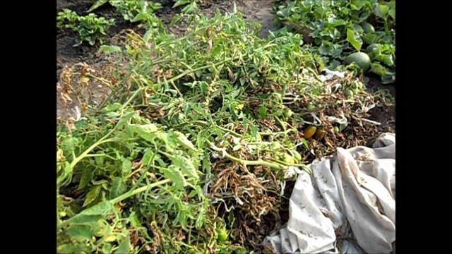 О сохранении помидоров в открытом грунте