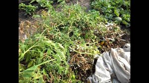 О сохранении помидоров в открытом грунте