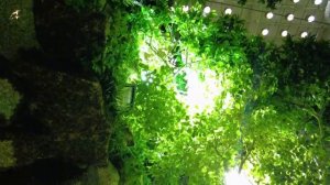 Тропический лес океанариума во Владивостоке