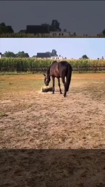 Неожидано🐱🐴 смотреть онлайн