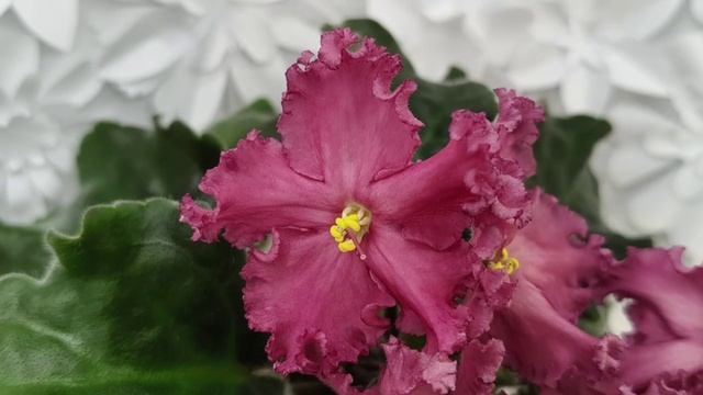 Фиалка Nik-Маков Цвет