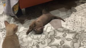 Бои без правил