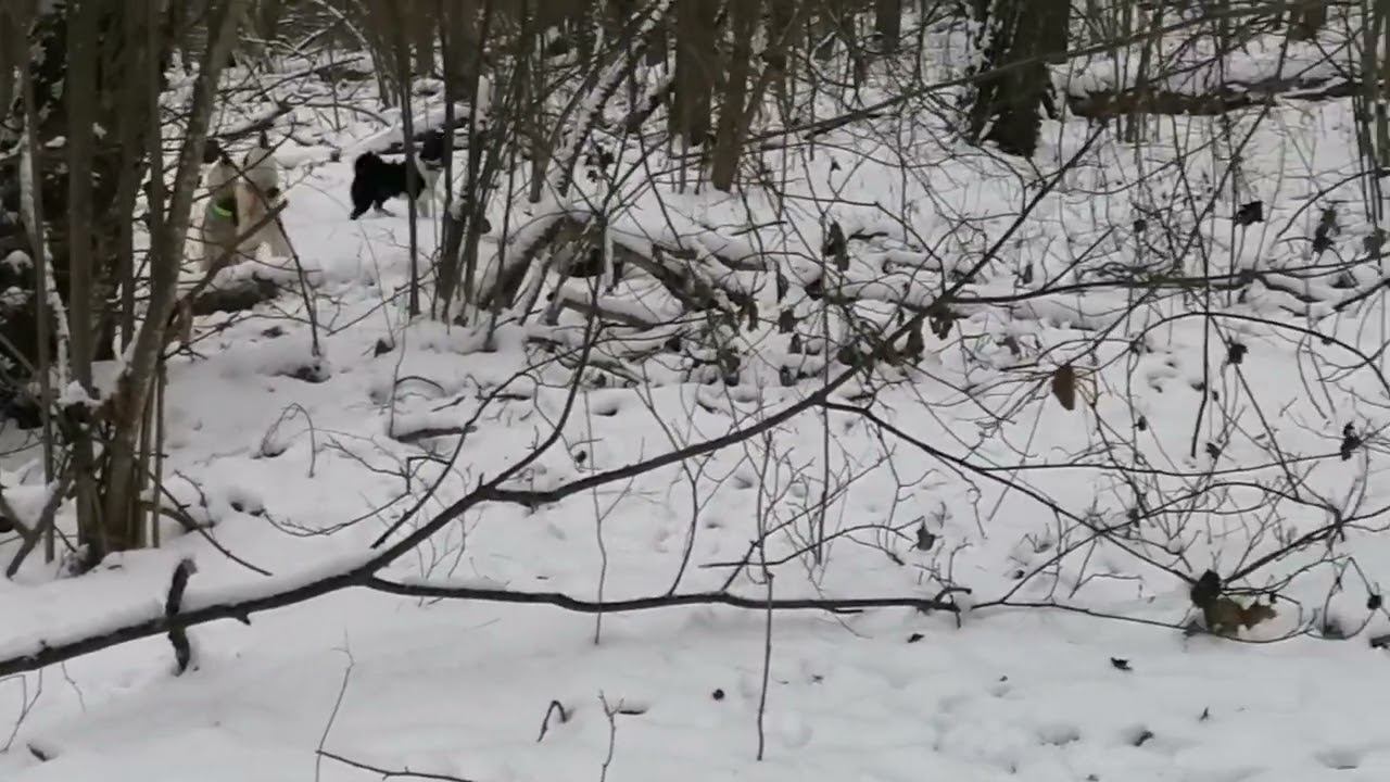 Нашли на прогулке смотреть онлайн