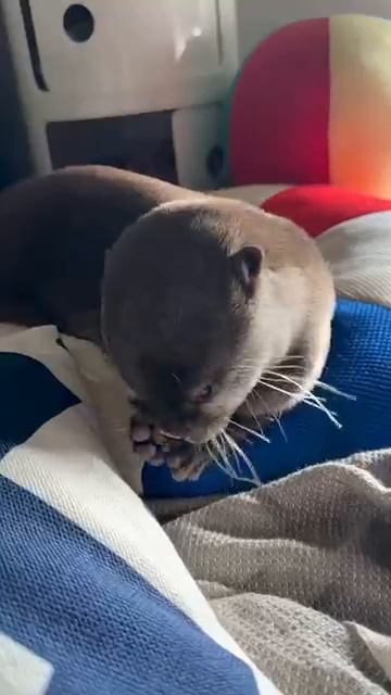 Выдра с чешущимся носом чихает! смотреть онлайн