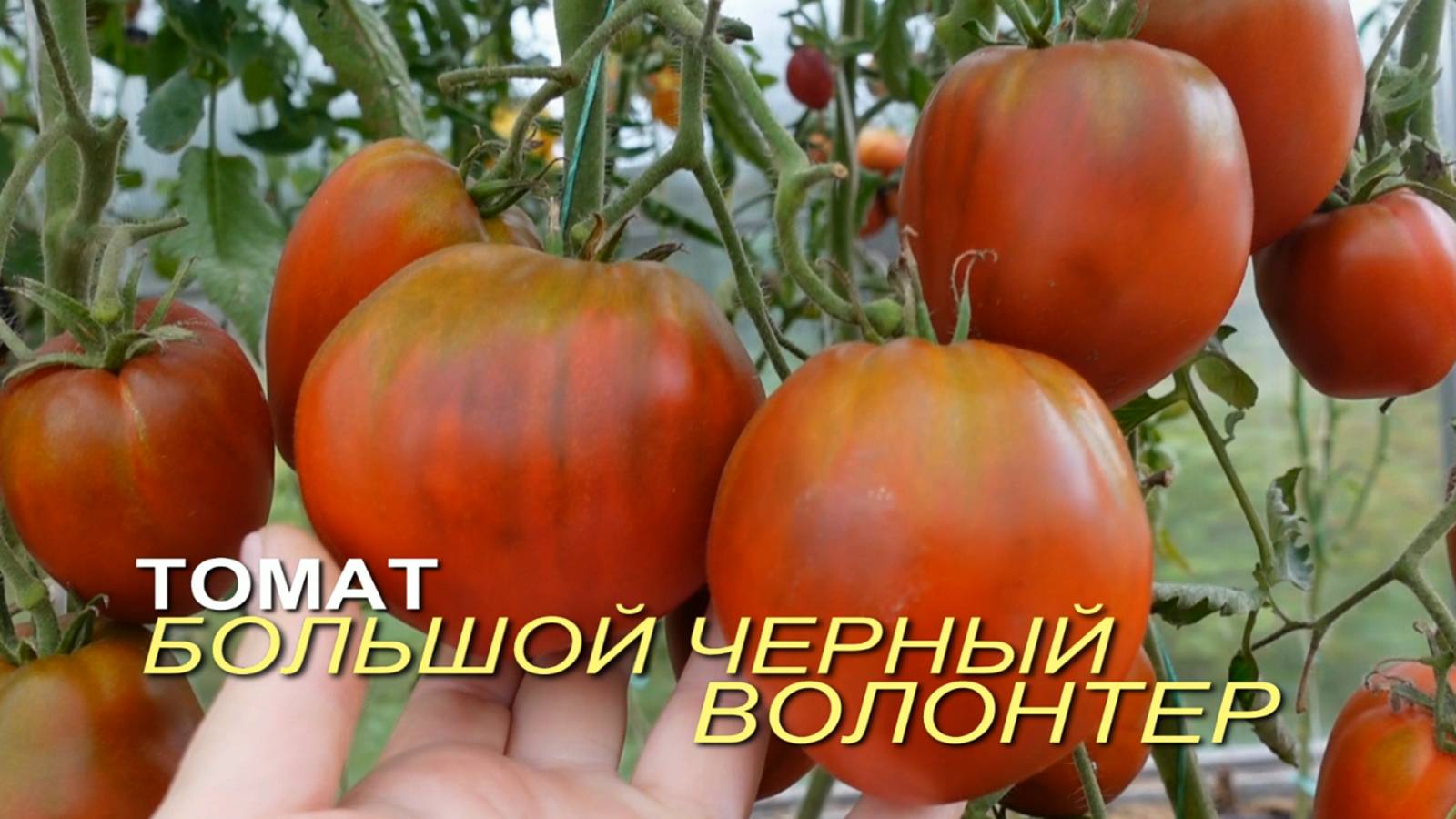 Томат БОЛЬШОЙ ЧЕРНЫЙ ВОЛОНТЕР (Big Black Valunteer). Обзор сортов ТОМАТОВ!