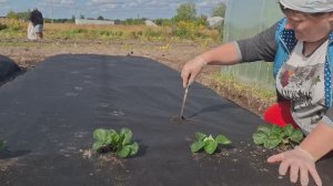 Здесь будет клубника,часть 5