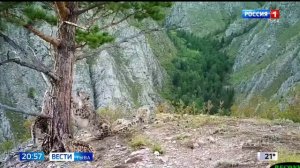 Прогулка ирбисов