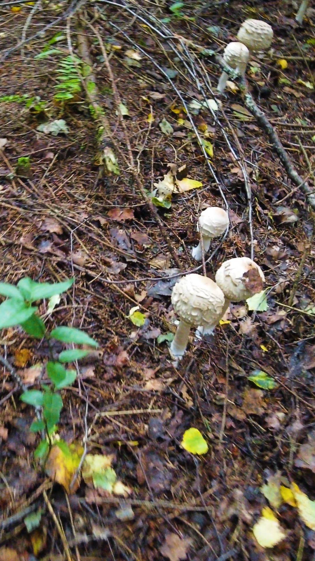 Грибы Зонтики идут стройными рядами смотреть онлайн