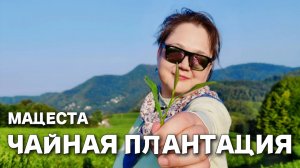 Мацеста. Как растёт и как собирают чай. Самая большая плантация России. Утро в горах. Сквозь кусты.