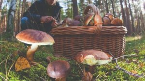 ГРИБНОЙ ЛЕС стихи Ларисы Гавриковой читает Дмитрий Канунов