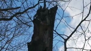 На охоту с лайками