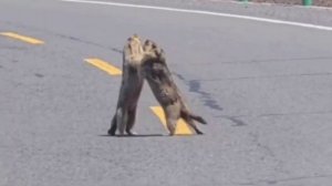 Видео дня: в Китае два сурка схлестнулись прямо посреди дороги. Водители не стали вмешиваться и терп