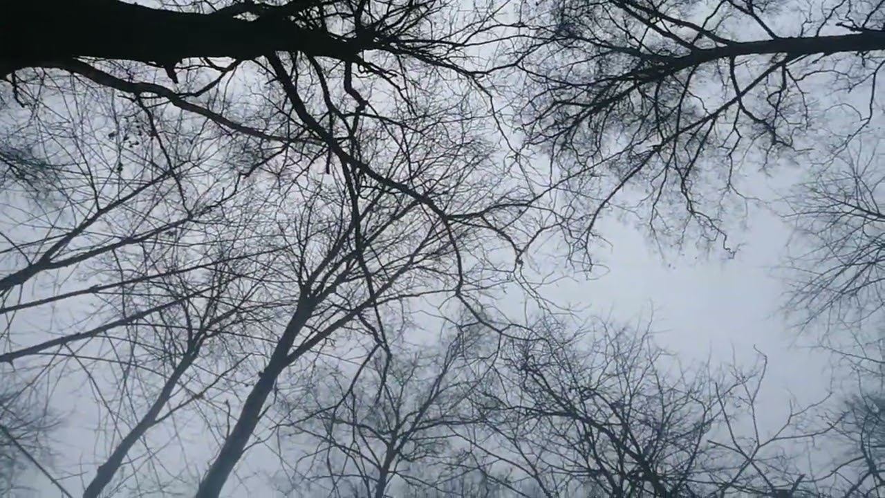 День в лесу смотреть онлайн