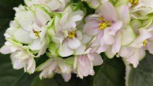 Фиалка ЕК-Танец Кувшинок