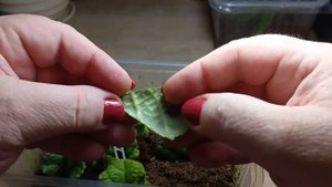 Укоренение стрептокарпусов