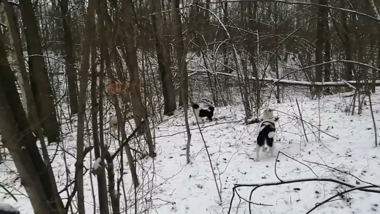 2 куницы смотреть онлайн
