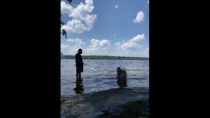 Умеют ли маламуты ходить по воде?