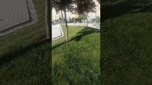 Такса миниатюрная Дина