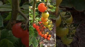 Обзор огорода на конец августа