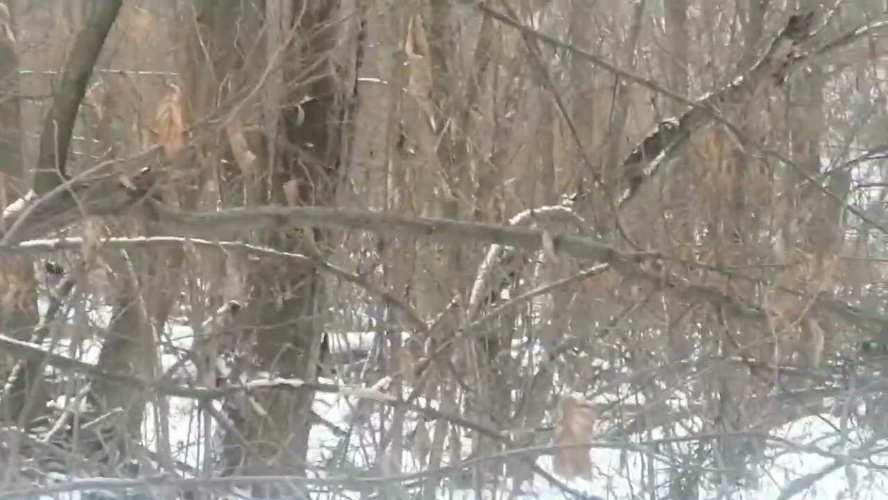 Охота на куницу смотреть онлайн