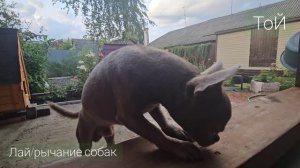 Лай и рычание собак #ГотовимЖар