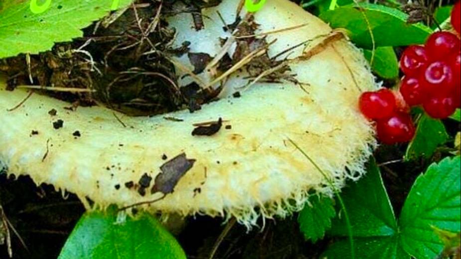 Что же ты, моя судьба, снова затеваешь смотреть онлайн