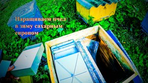 Наращиваем пчел в зиму сахарным сиропом