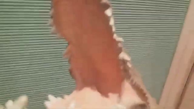 Крокодил Паппет смотреть онлайн