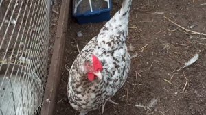 Ура, нет дождя! Сделала выгул для цыплят. Вывелись и с рюкзаками, Пушкинские.