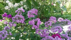 ФЛОКСЫ В МОЁМ САДУ.