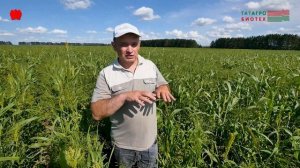 Опыт совет Сорго зерновое в условиях РТ. Нижнекамский р-н, Дамир Мухутдинов