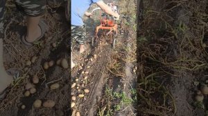 убираем картофель 2025