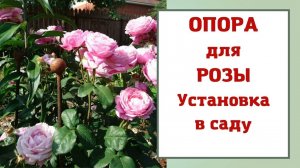 Опора для розы (садовый обелиск). Устанавливаю новинку своими руками.