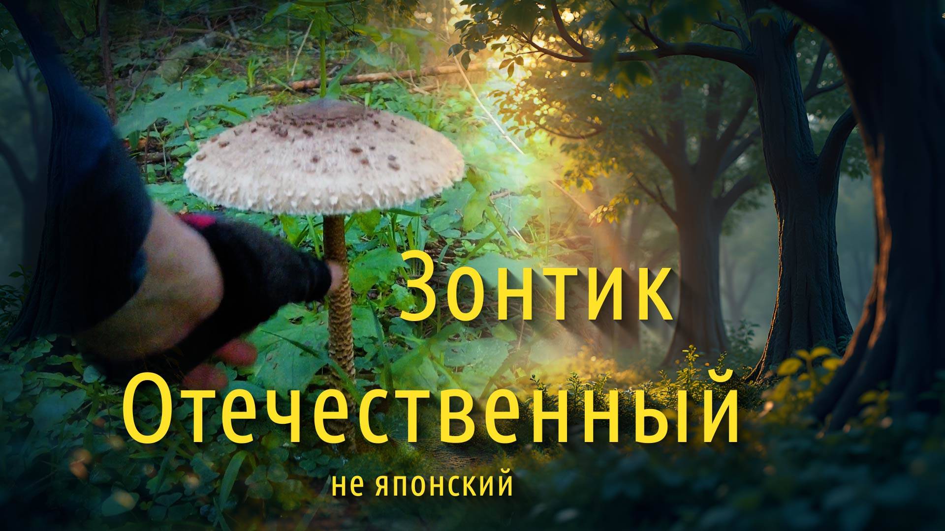 Большая семья грибов Зонтик. 23 августа 2025 года смотреть онлайн