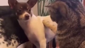 Жертва домашнего Василия😰😂