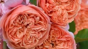 Silk Road - шелковая роза Великого Пути