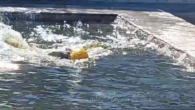 Медведица Яна в якутском зоопарке «Орто Дойду» смотреть онлайн