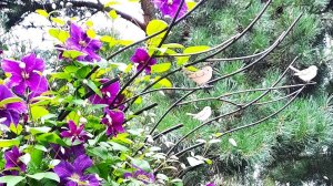 Обзор садовой полуарки "Ля Натурель" от Кью. Опора для вьющихся растений.