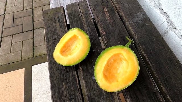 Дыня ШАРАНТЕ удивила замечательным вкусом 23.08.25.