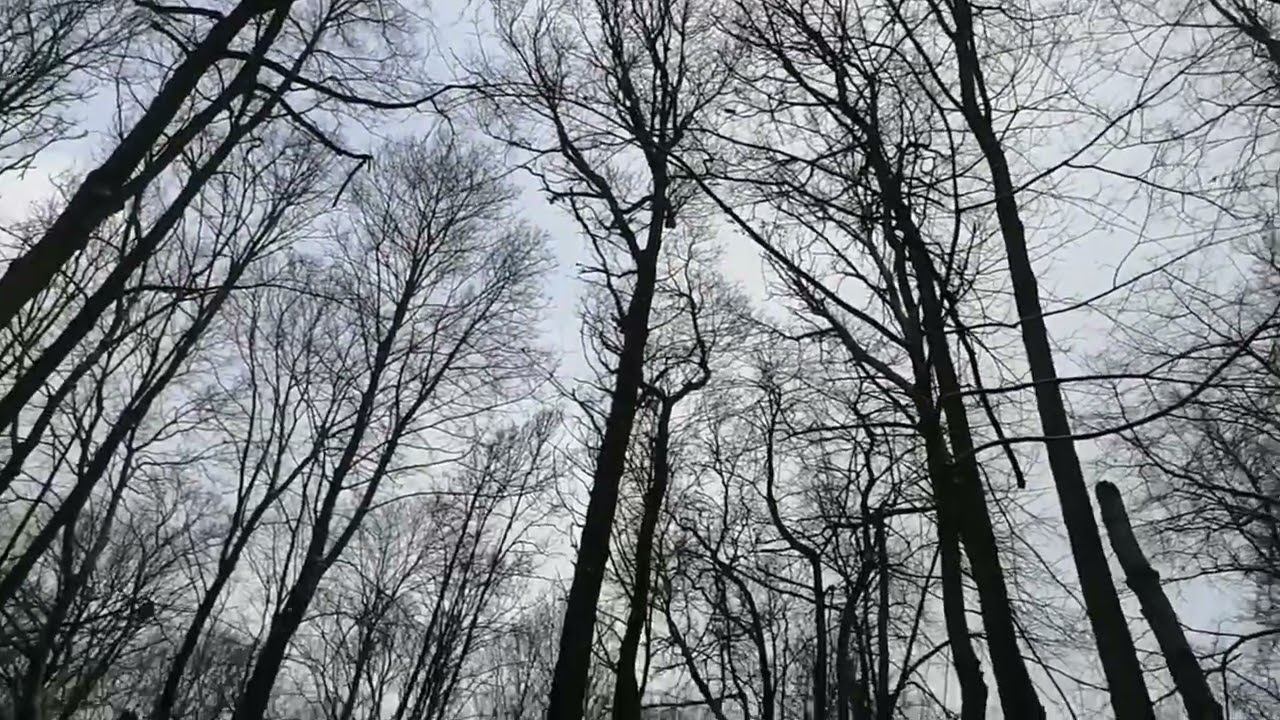 куница как молния смотреть онлайн