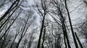 куница как молния