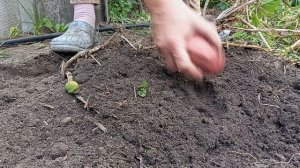 Высадила 5 кг, а выкопала... Урожай картошки радует. А дождь опять пугает.
