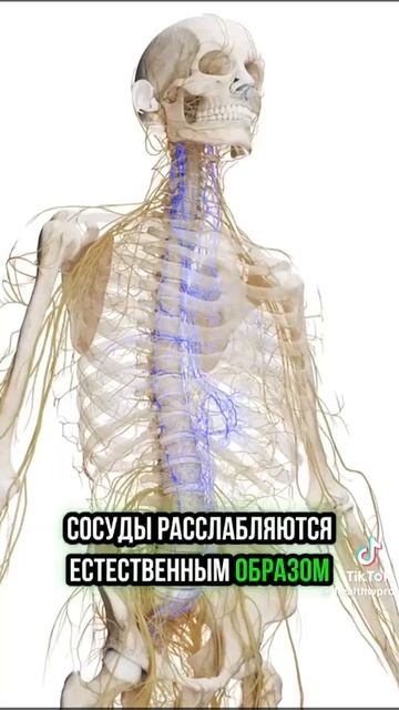 Дышать через левую ноздрёй
