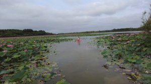 Озеро Лотосов, район Галкино, Хабаровский край