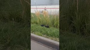 Такса приколы смех